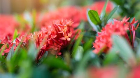 Ixora casei Stock Photos