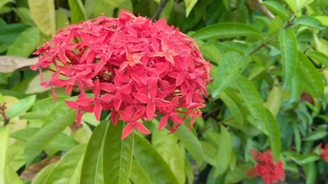 Ixora Chinensis flower Stock Footage 250010041