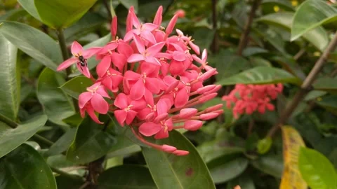 Ixora Chinensis flower Stock Footage 250010261