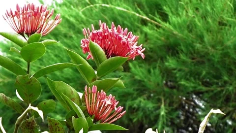 Ixora chinensis Stock Footage 304082435