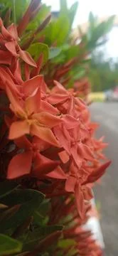 Ixora chinensis Stock Photos