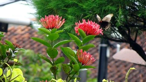 Ixora chinensis Stock Photos