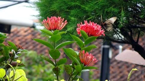 Ixora chinensis Stock Photos