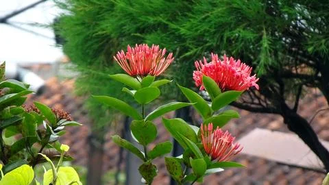 Ixora chinensis Stock Photos