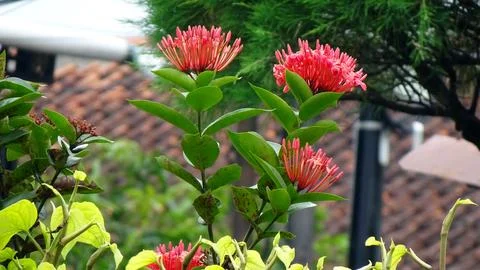 Ixora chinensis Stock Photos