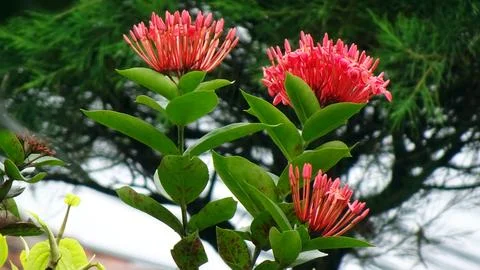 Ixora chinensis Stock Photos