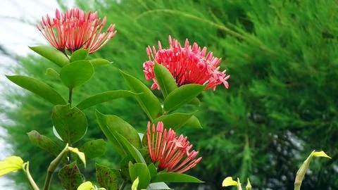 Ixora chinensis Stock Photos