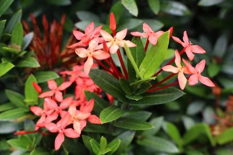 Ixora Close-Up (Flowers) Stock Photos