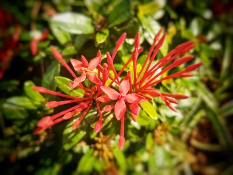Ixora coccinea flowe Stock Photos