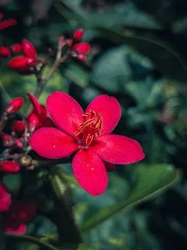 Ixora coccinea flower with filter effect retro vintage style Stock Photos