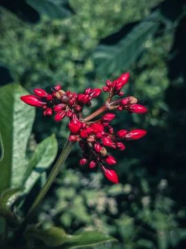 Ixora coccinea flower with filter effect retro vintage style Stock Photos