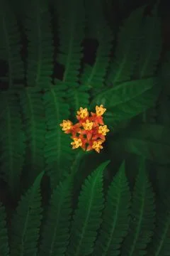 Ixora Coccinea Flower in the Forest Stock Photos