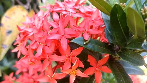 Ixora Coccinea Flowers Stock Footage 330921074
