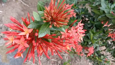 Ixora Coccinea Stock Footage 296855985