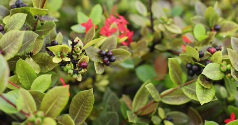 Ixora coccinea fruit jungle flame shrub hedge in Florida Stock Footage 249950408