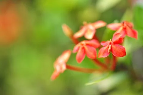 Ixora coccinea Stock Photos