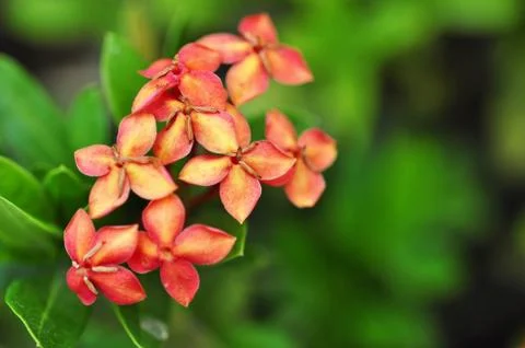 Ixora coccinea Stock Photos