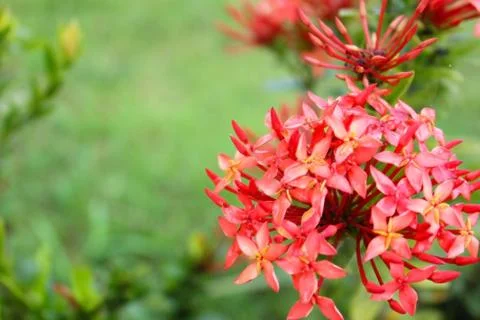 Ixora coccinea Stock Photos