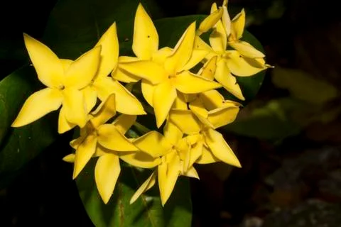 Ixora coccinea Stock-Fotos