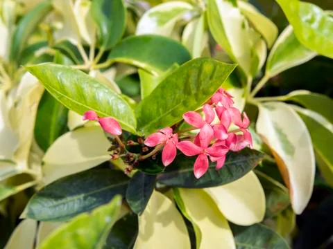 Ixora Coccinea. Stock Photos