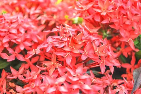 Ixora coccinea Stock Photos