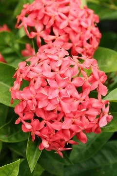Ixora Coccinea Stock Photos