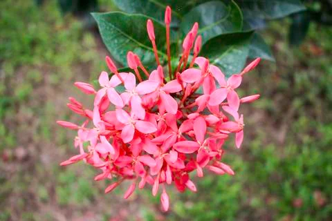 Ixora coccinea 库存照片