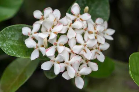 Ixora coccinea Stock Photos