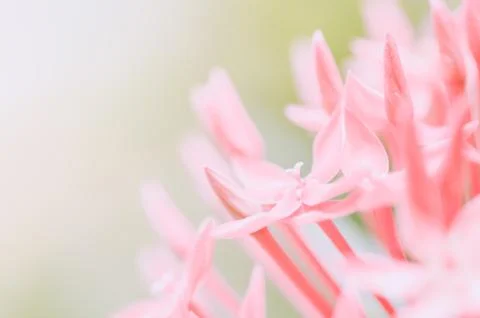 Ixora coccinea Stock Photos