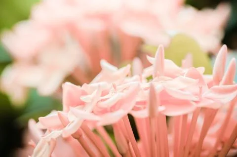 Ixora coccinea Stock Photos