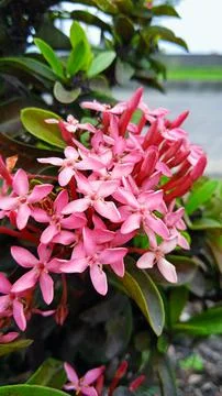 Ixora Coccinea Фото