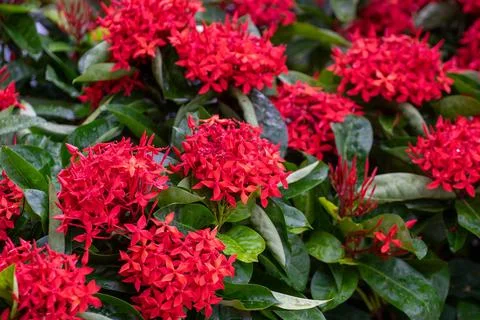 Ixora coccinea 写真素材