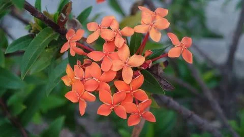 Ixora coccinea Photos