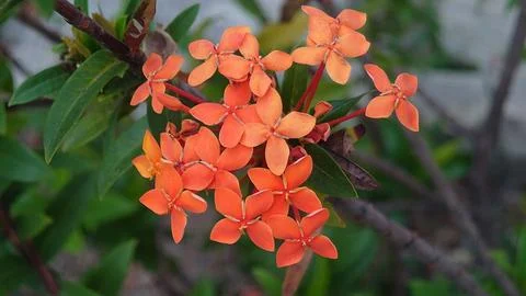 Ixora coccinea Photos