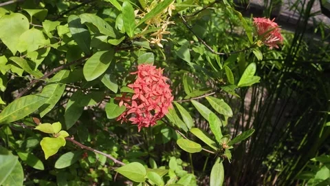 Ixora Flower Blooming Close Up 4K Video Video stock 317626833