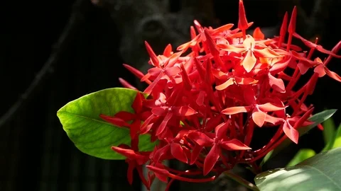 Ixora flower Stock Footage