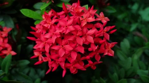 Ixora Flower Stock Footage 280152429