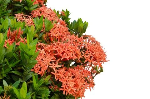 Ixora  flower Stock Photos