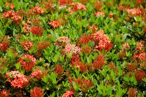 Ixora  flower Stock Photos
