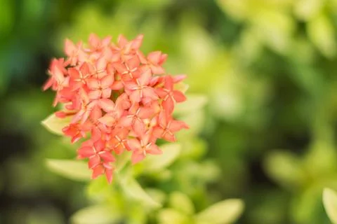 Ixora flower Stock Photos