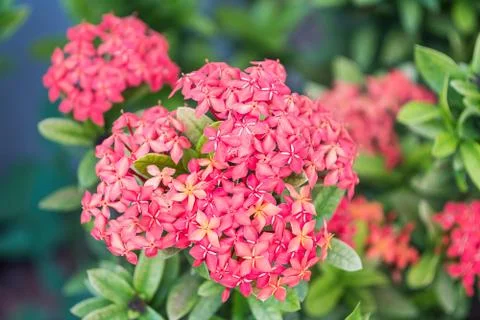 Ixora flower Foto stock