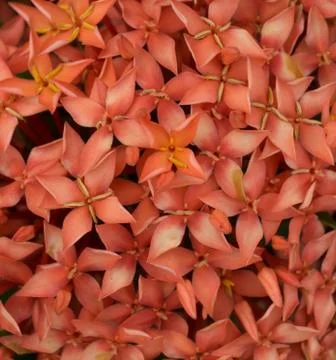 Ixora Flower Stock Photos