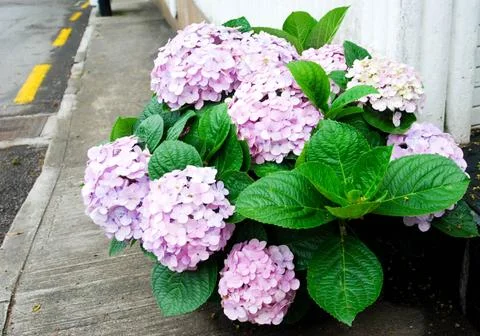 Ixora flower 스톡 사진