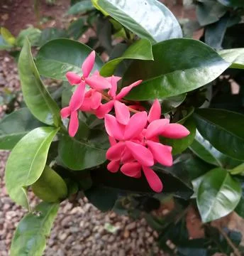 Ixora flower Stock Photos