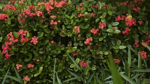 Ixora Flower Stock Photos