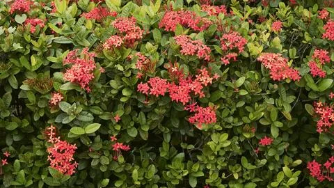 Ixora Flower Stock Photos
