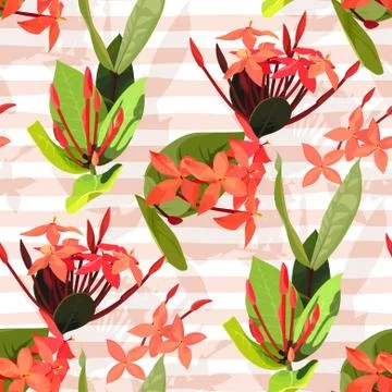 Ixora flowers ector seamless pattern. Flowered texture on a pink stripes Stock Illustration