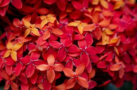 Ixora flowers in focus Stock Photos