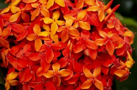 Ixora flowers in focus Stock Photos