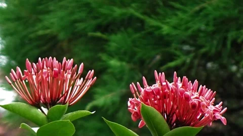 Ixora flowers Stock Footage 304082316